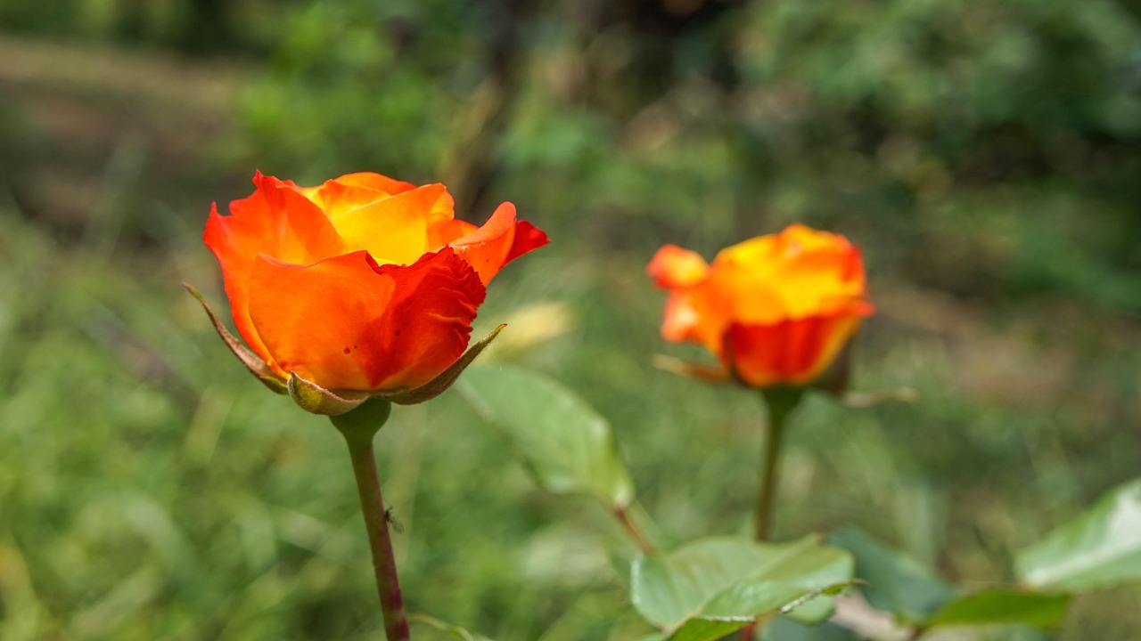Rose Taman Mekar Di Foto Gratis Di Pixabay Pixabay rose-taman-mekar-di-foto-gratis-di-pixabay-pixabay