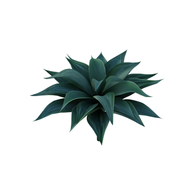 Free plant nature green illustration