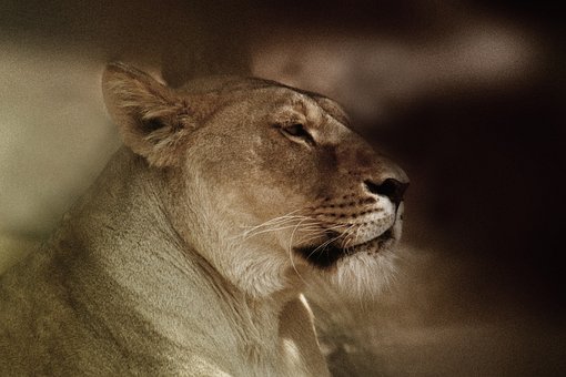 Sigean, León, Animales, Naturaleza