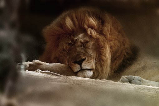 León, Salvaje, Sigean, Francia, Animales