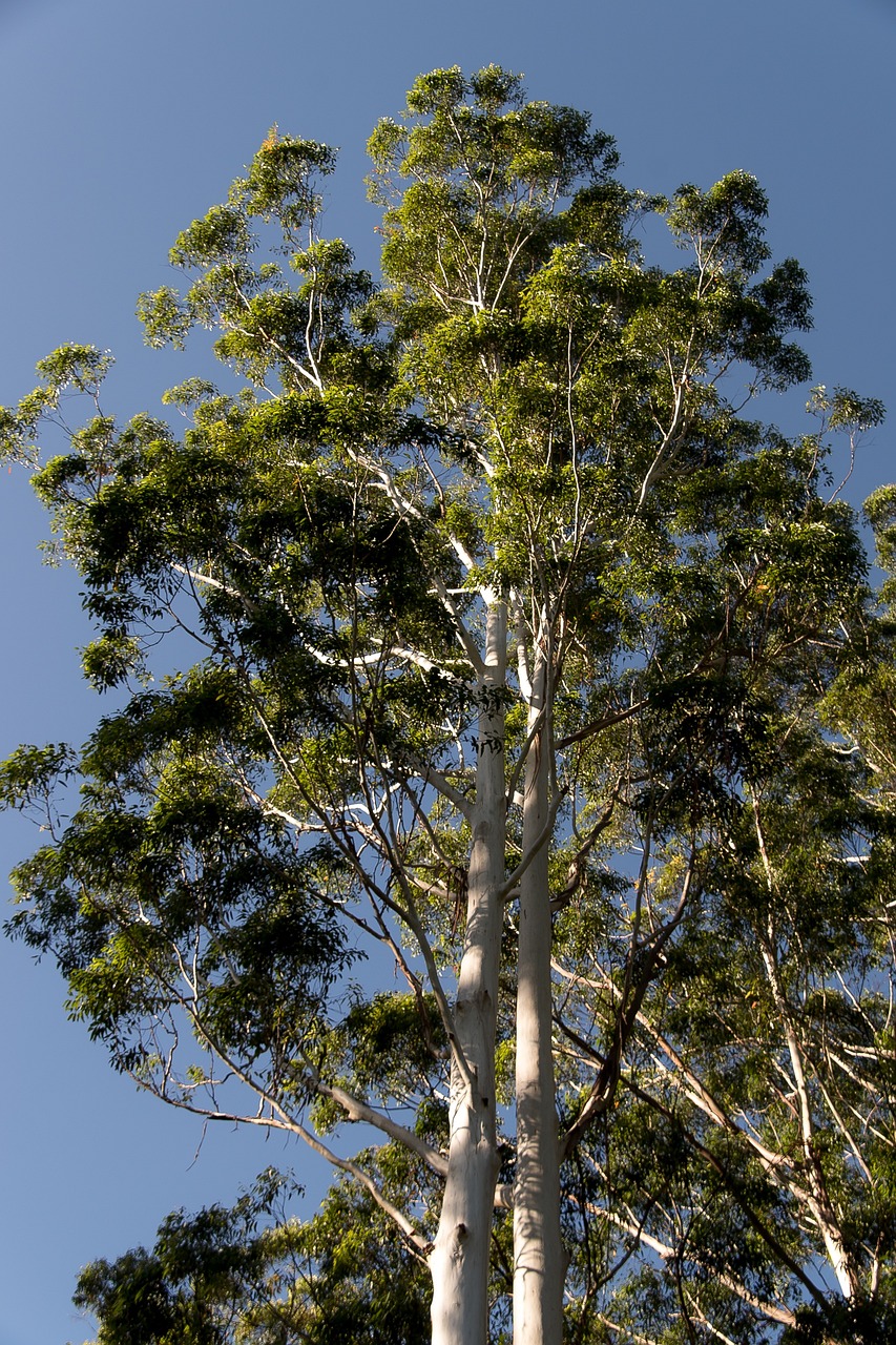 Gum Trees Eucalyptus Grandis Free photo on Pixabay Pixabay