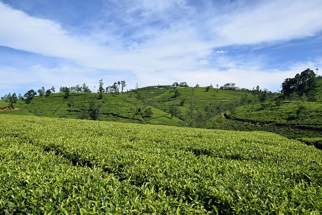 Free Tea Sri Lanka photo and picture