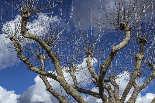 Árbol Seco, Cielo, Nube, Paisaje