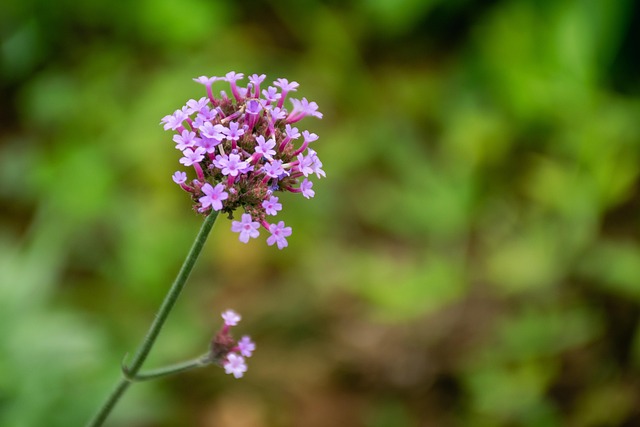 Blume, Schöne Blumen, Natur, Rosa, Grün