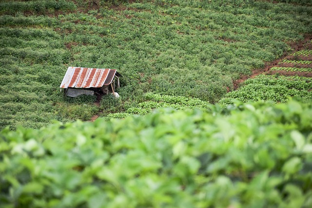 Natur, Gemüse, Garten, Gemüsegarten
