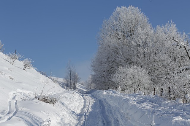 Free Nature Forest photo and picture
