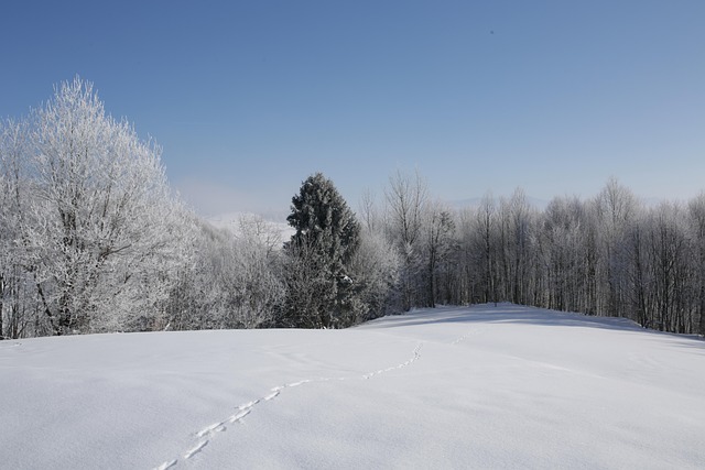 Free Nature Forest photo and picture