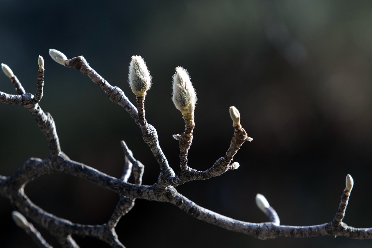 Magnolia Flower Buds Spring - Free photo on Pixabay - Pixabay