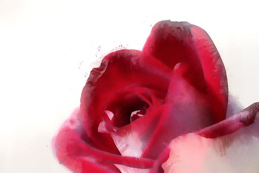 Rød, Rose, Elsker, Valentins Dag