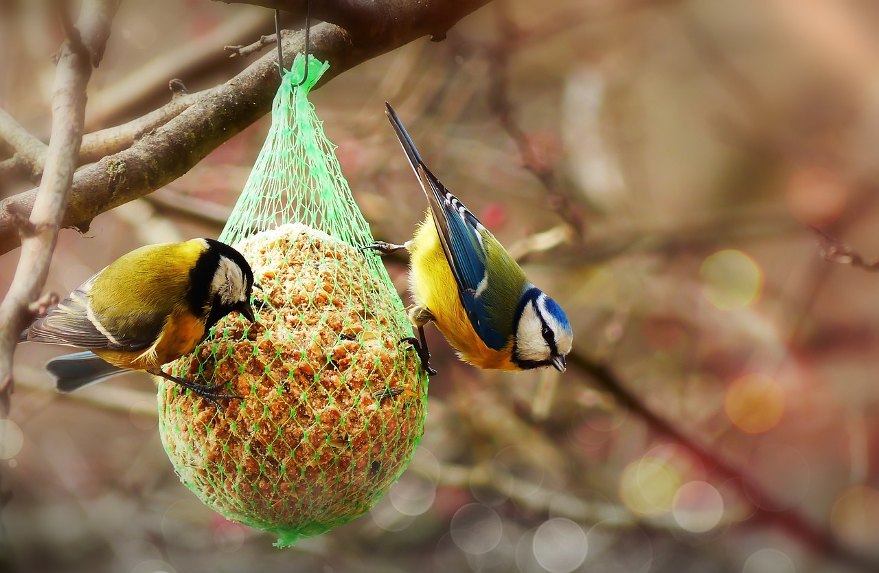 Crested Tit - free online jigsaw puzzle photo