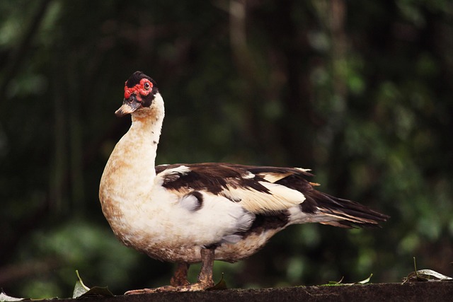 Free Bird Duck photo and picture
