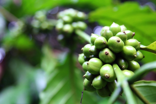 Free Coffee Beans Coffee photo and picture