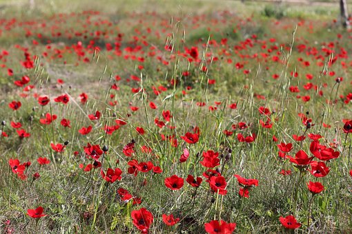 Free Red Flowers Nature photo and picture