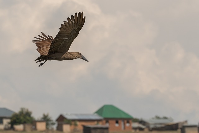 Vogel, Flug, Hammerkop, Natur, Tierwelt