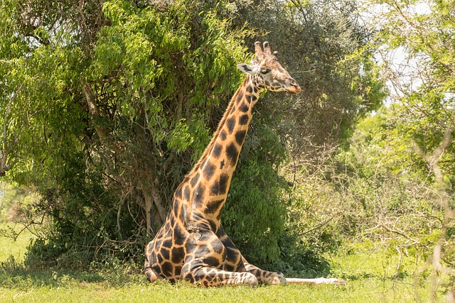 Giraffe, Safari, Tier, Tierwelt, Natur