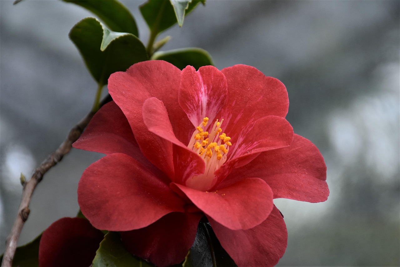 Hibiscus - free online jigsaw puzzle photo