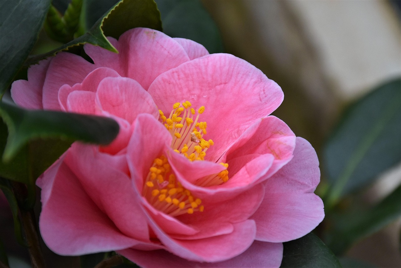 Hibiscus - free online jigsaw puzzle photo