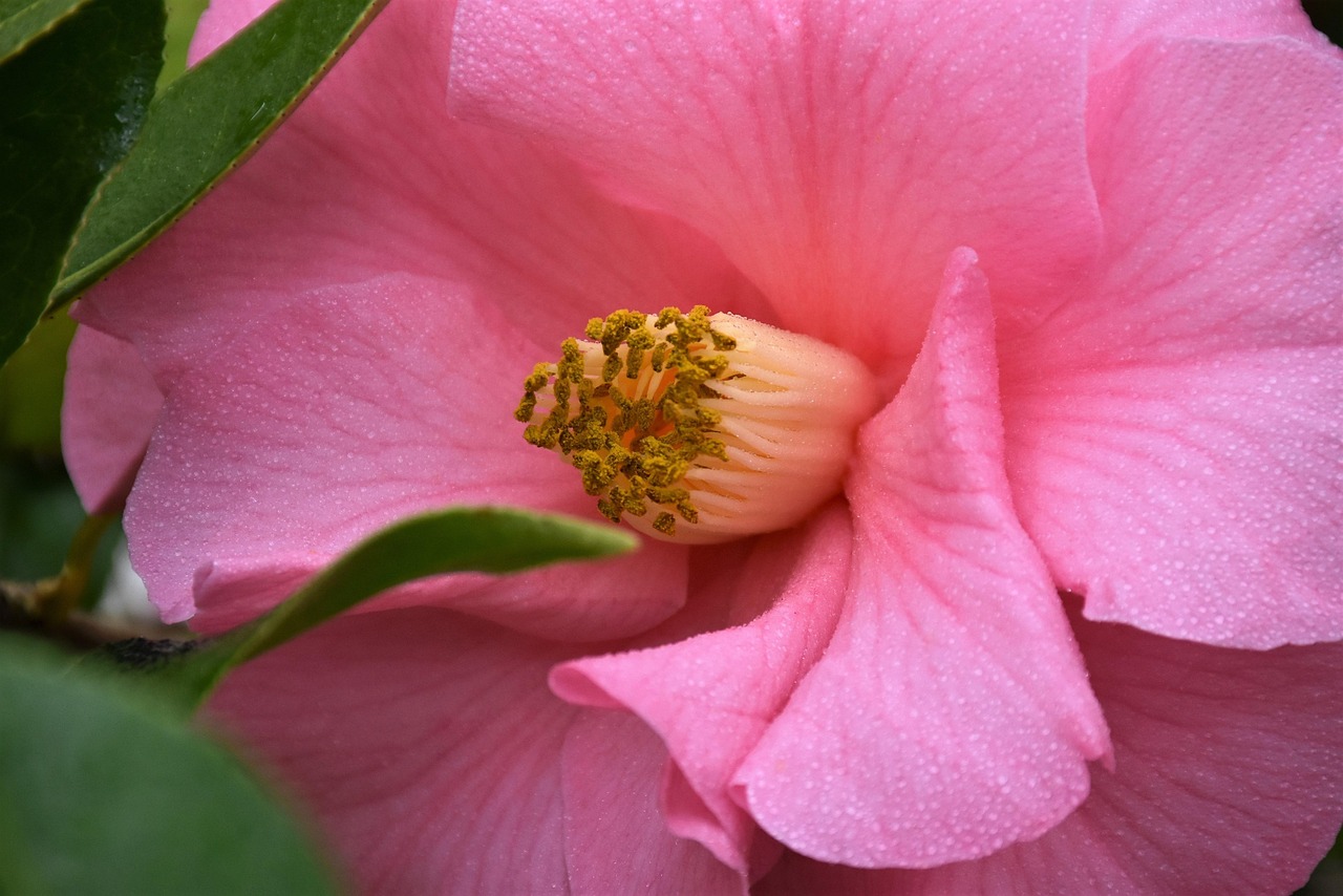 Hibiscus - free online jigsaw puzzle photo
