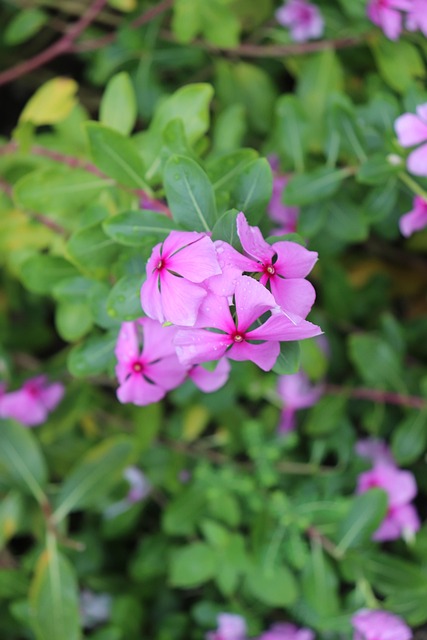Free Green Pink photo and picture