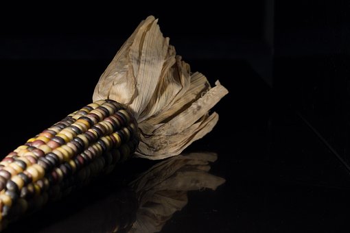 Free Corn Cob photo and picture