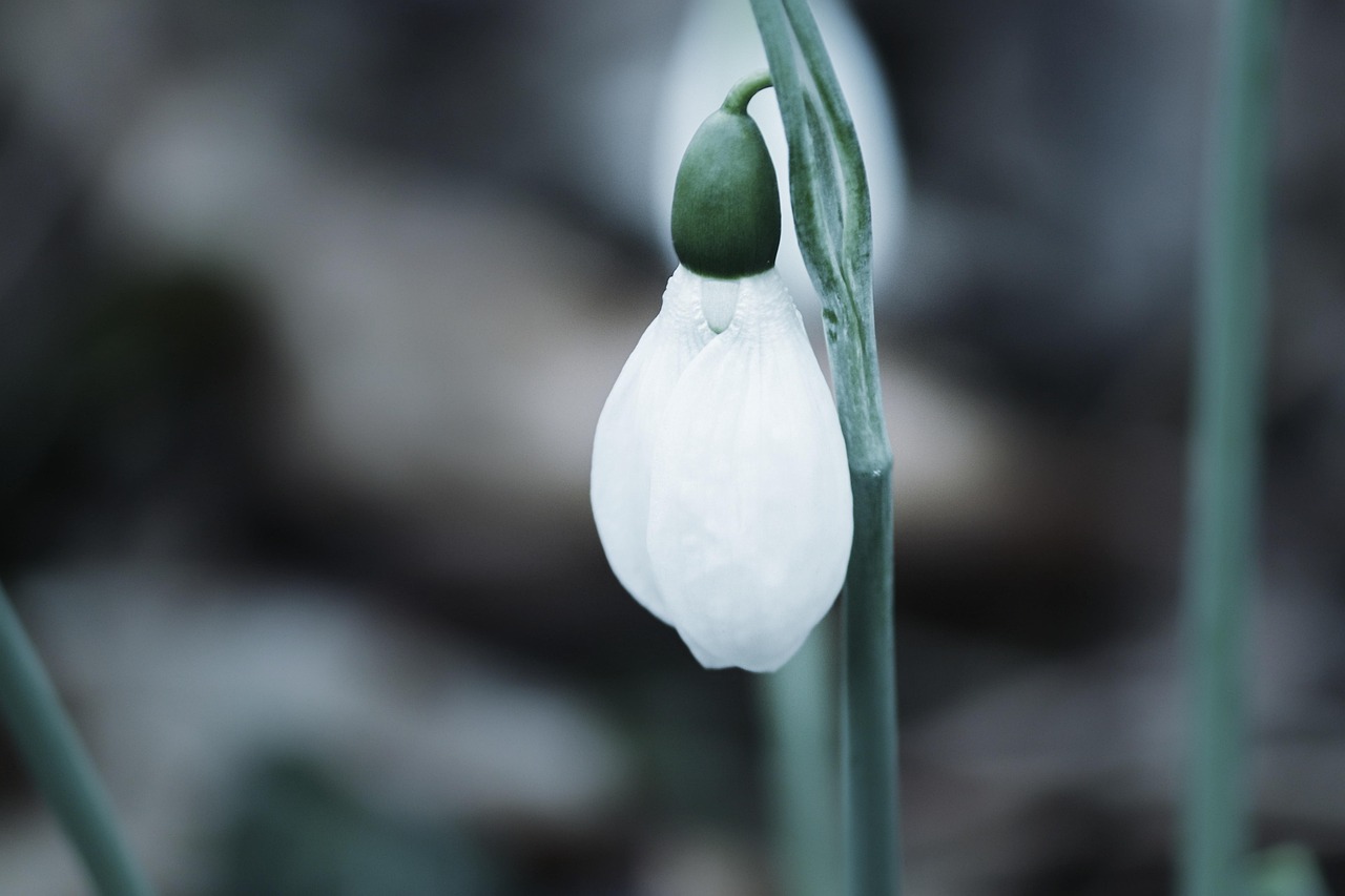 2,000+ Free Snowdrops & Nature Images - Pixabay