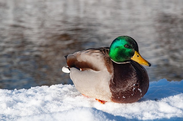 Free Mallard Duck Winter photo and picture