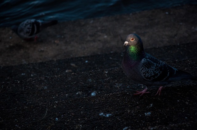 Free Dove Bird photo and picture