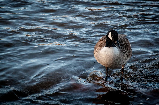 Free Bernikla Canadian Bird photo and picture