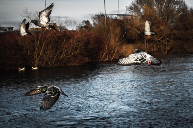 Free Pigeons Park photo and picture