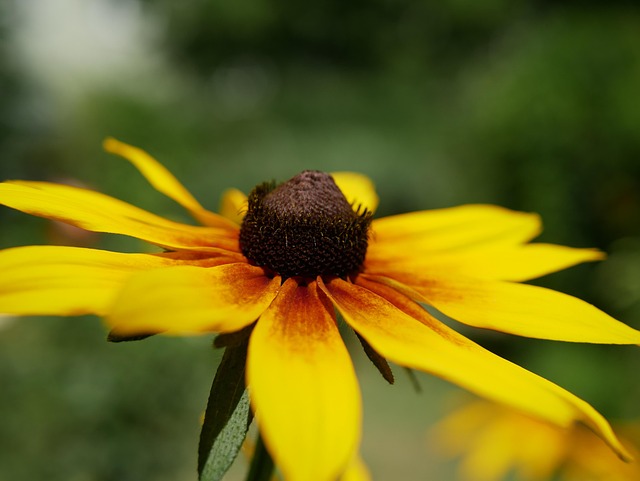 Free Perennials Garden photo and picture
