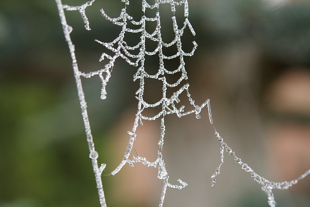Spinnenweb, Rijp, Dauwdruppel
