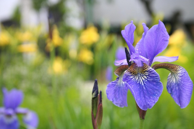 Free Iris The Background photo and picture