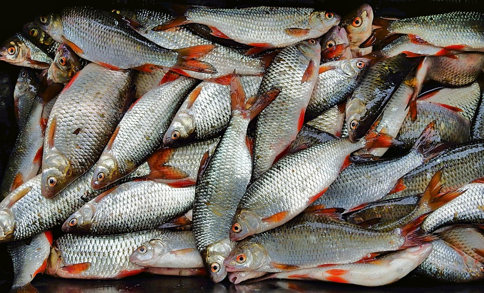 Mastering the Art of Angling: Top Strategies for a Successful Fishing Trip