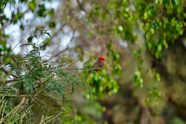 Free Bird Park photo and picture