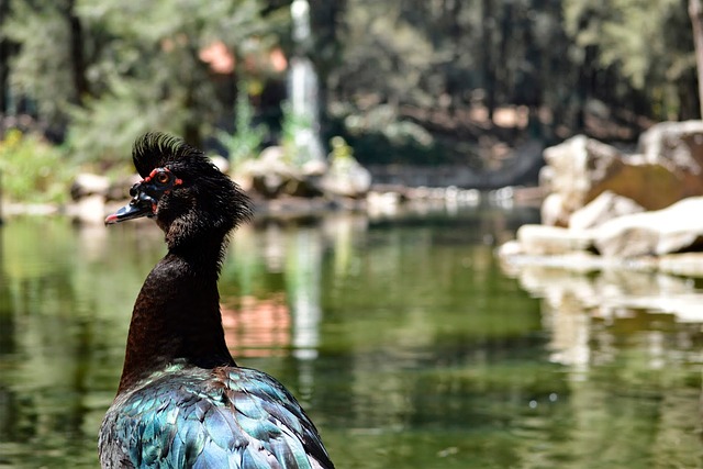 Free Duck Birds photo and picture