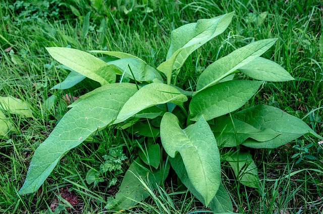 Free Plantain Weed photo and picture