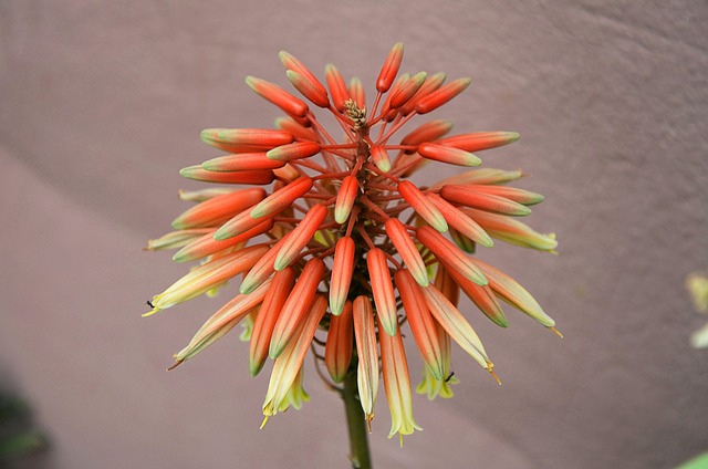 Free Flower Macro photo and picture