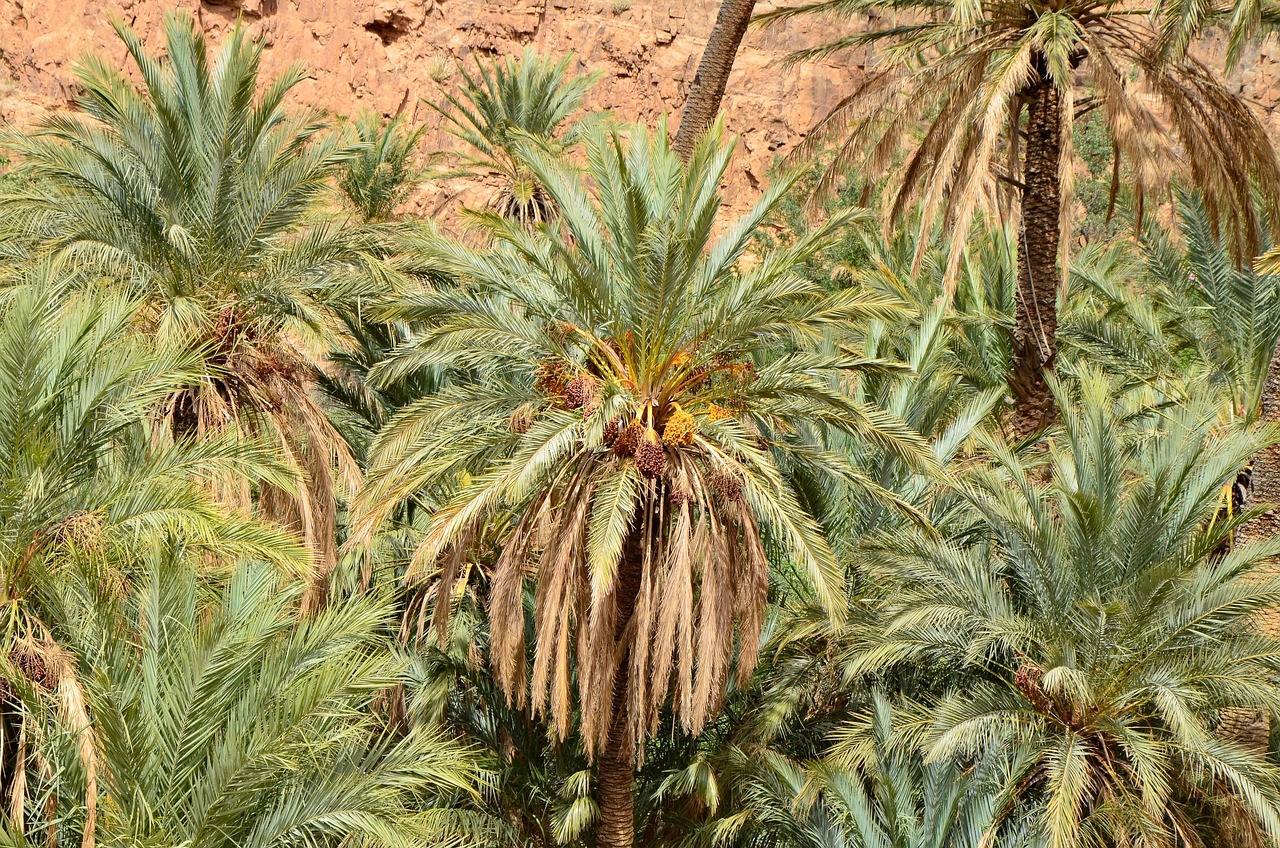 Palm Trees Desert Oasis Free photo on Pixabay Pixabay
