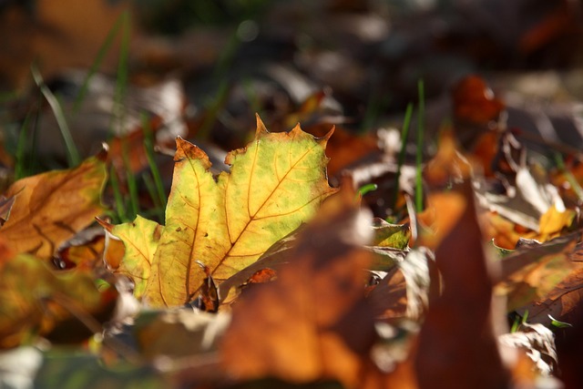 Free Autumn Leaves photo and picture