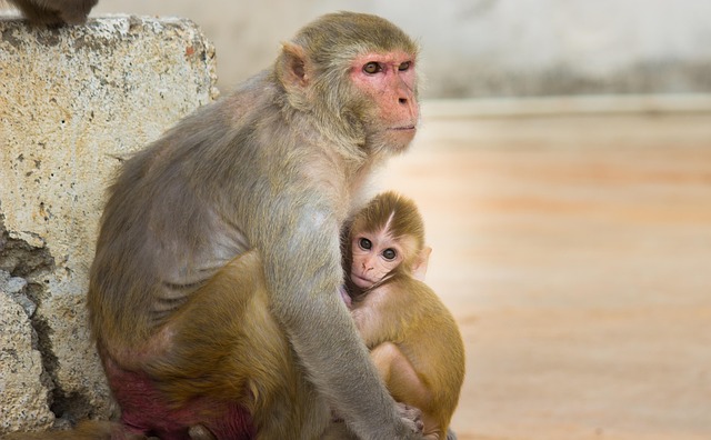 Free Monkey Primate photo and picture