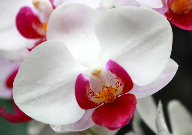 Free Orchid Flower photo and picture