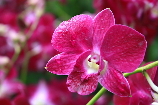 Free Orchid Flower photo and picture