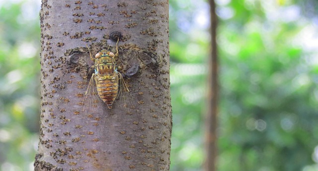 Free Cicadas Forest photo and picture