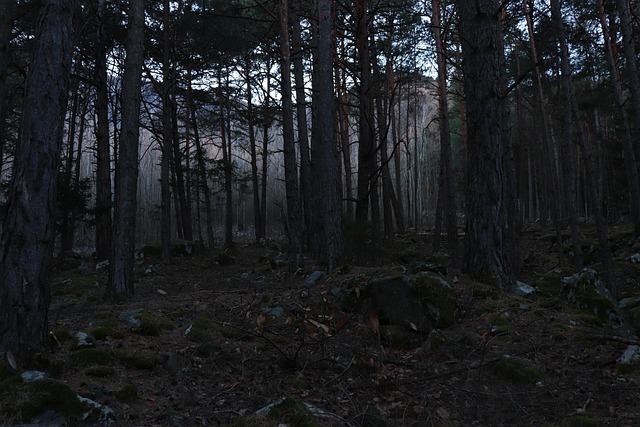 Free Forest Trees photo and picture