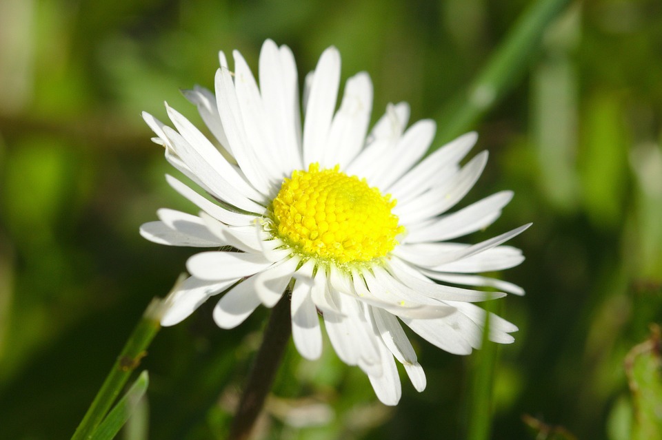 하얀색 꽃 자연 - Pixabay의 무료 사진 - Pixabay