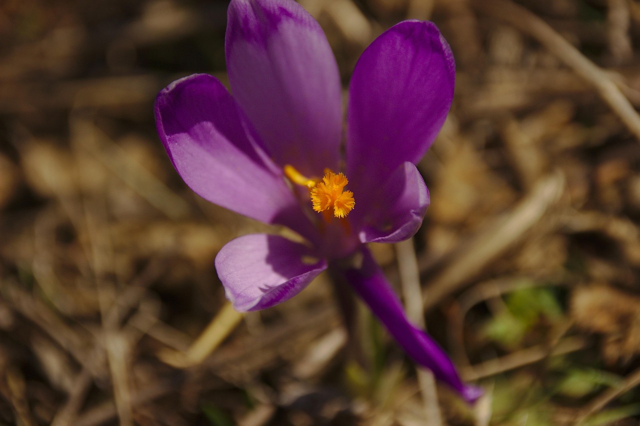100,000+ Free Almost Spring & Almost Images - Pixabay