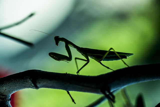 Free Insect Mantis photo and picture