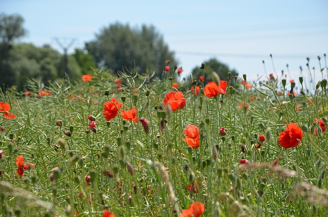 Free Poppies Red photo and picture