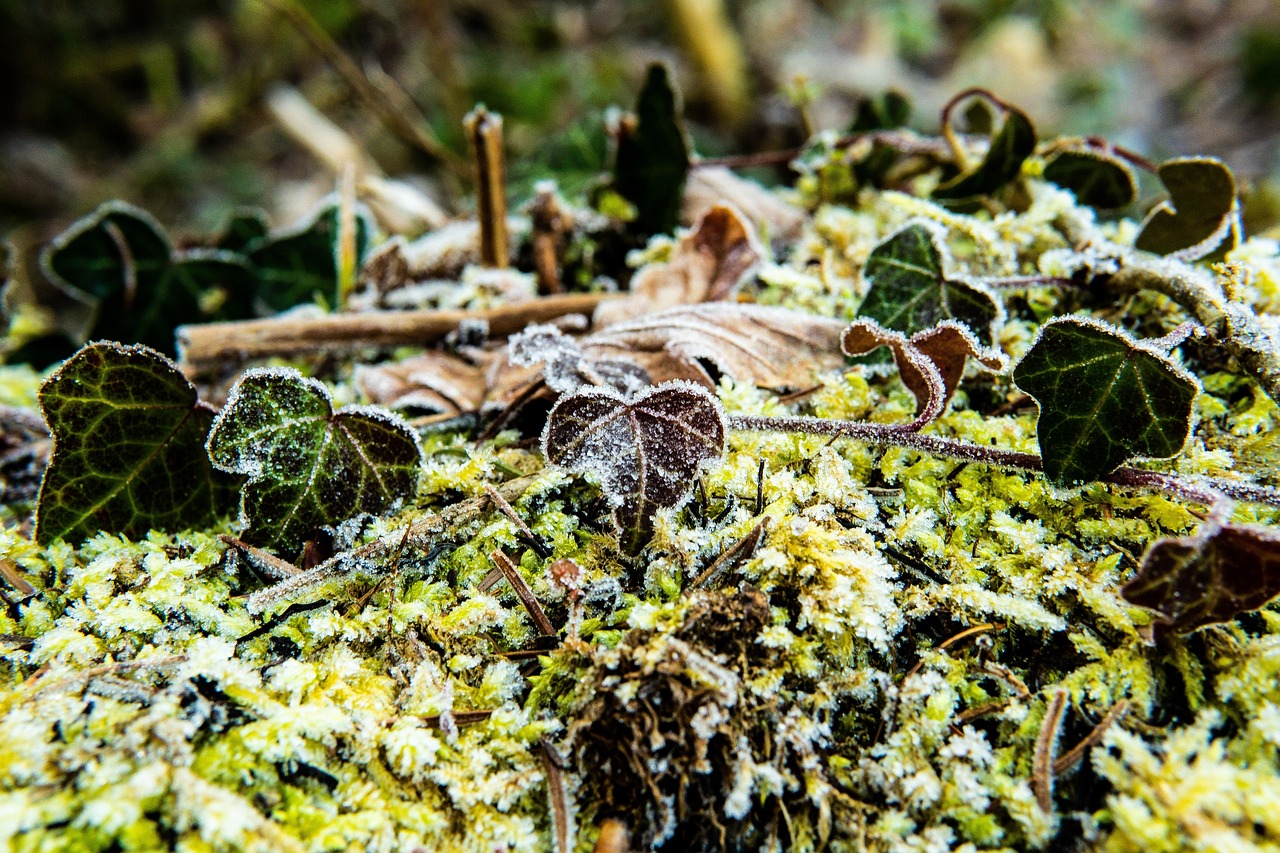 Ivy Frost Forest Free photo on Pixabay Pixabay