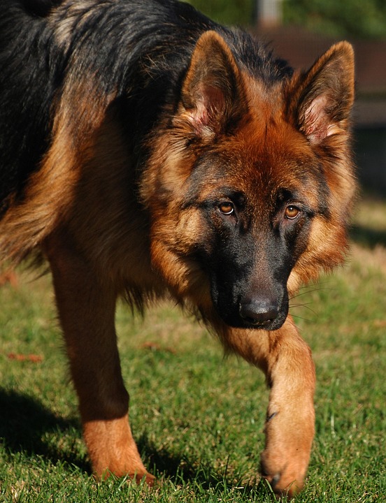 Anjing Schafer Gembala Foto Gratis Di Pixabay